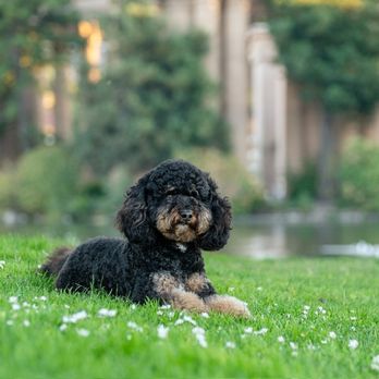 Tonya Perme Photography - Pet Photography Near Me - Sacramento, California
