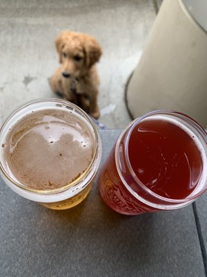 Photo of 20 Corners Brewery - Woodinville, WA, US. Blueberry Sour & Ground Rush IPA and a puppy. #brewdog