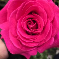 English Gardens Florist