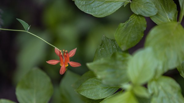 Calaveras Big Trees State Park by null