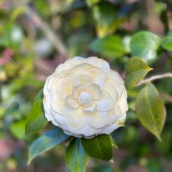 New Hanover County Arboretum