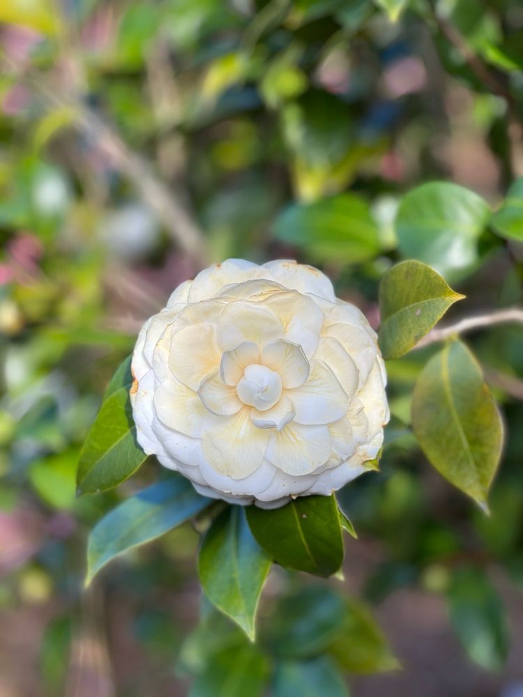 New Hanover County Arboretum