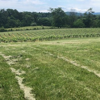 Three Fox Vineyards & Brewery - Gorgeous vineyard views! - Wineries Near Me - Delaplane, Virginia
