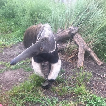 Six Flags Great Adventure - Anteater in the safari adventure. - Amusement Parks Near Me - Jackson Township, New Jersey