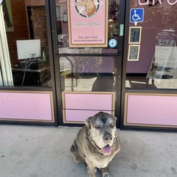 Rocklin Pet Spa - Our son Bruno enjoyed his spa day.