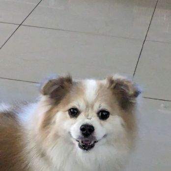 Bigdogsandcats - I love these groomers. They are very professional and do wonderful work. I'm percent satisfied. - Pet Groomers Near Me - Downey, California Bigdogsandcats - I love these groomers. They are very professional and do wonderful work. I'm percent satisfied. - Pet Groomers Near Me - Downey, California