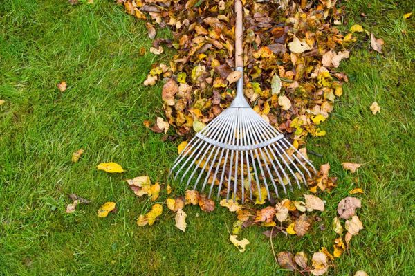 Rake Leaves - We rake and bag the leaves. You provide bags and dispose of them unless you pay us to dispose