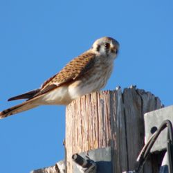Wings Over Willcox