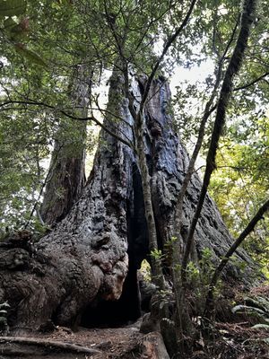 Lady Bird Johnson Grove Trail by null
