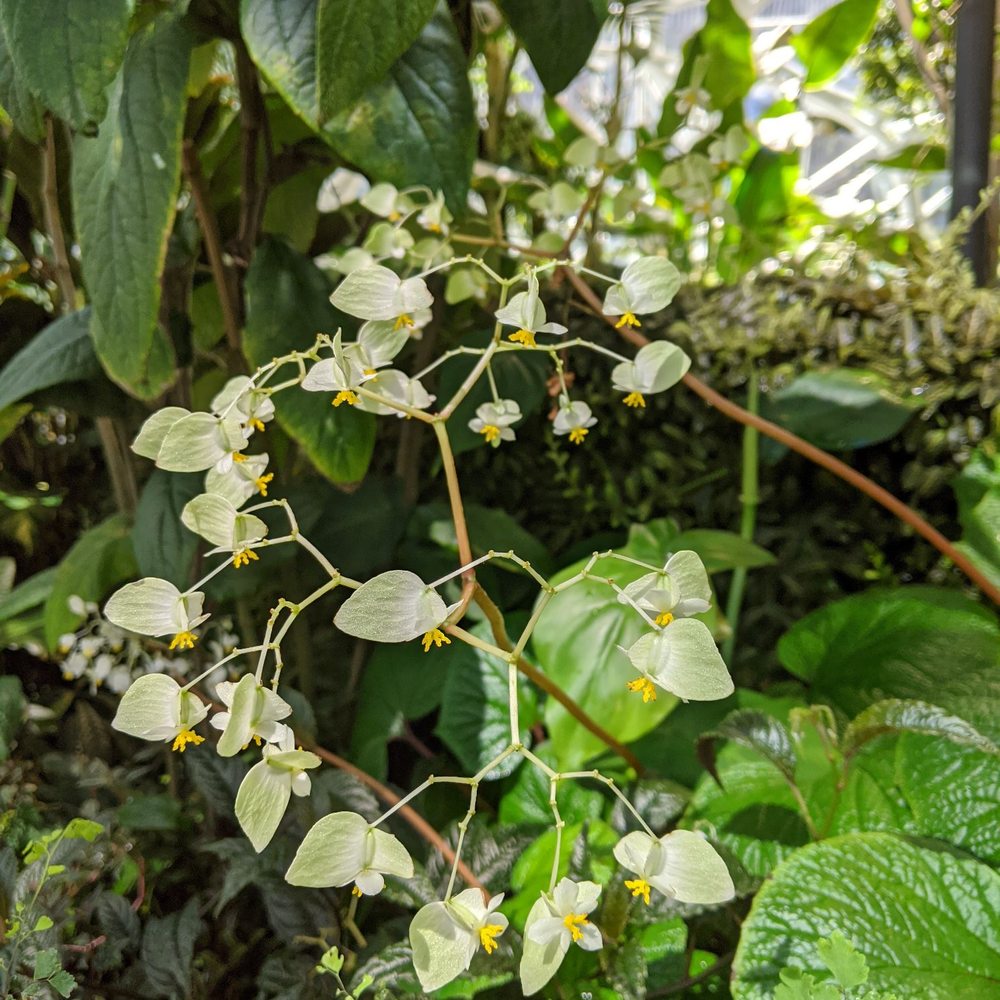 Amazon Spheres - Botanical Gardens Near Me - Seattle, Washington Amazon Spheres - Botanical Gardens Near Me - Seattle, Washington