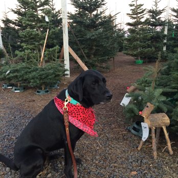 Heidi's Fresh Christmas Trees - grumpy dog, happy humans! - Christmas Trees Near Me - Modesto, California Heidi's Fresh Christmas Trees - grumpy dog, happy humans! - Christmas Trees Near Me - Modesto, California
