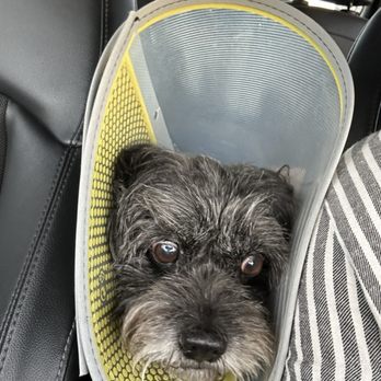 Eye Care for Animals - Tustin - after surgery, on the way home - Veterinarians Near Me - Tustin, California Eye Care for Animals - Tustin - after surgery, on the way home - Veterinarians Near Me - Tustin, California