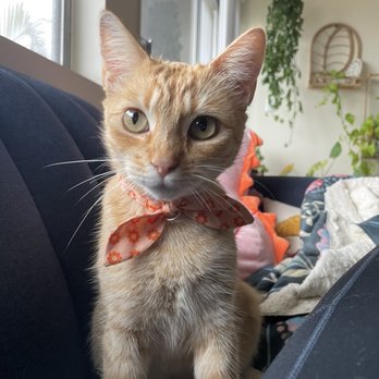 Catmandoo Rescue - Pet Adoption Near Me - Hawthorne, California