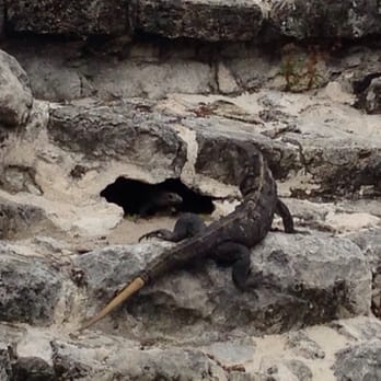 Zona Arqueológica El Rey - One of many iguanas - Landmarks & Historical Buildings Near Me - Cancún, ROO Zona Arqueológica El Rey - One of many iguanas - Landmarks & Historical Buildings Near Me - Cancún, ROO