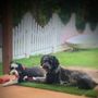 Photo of Fuzzy Frenz Dog Grooming