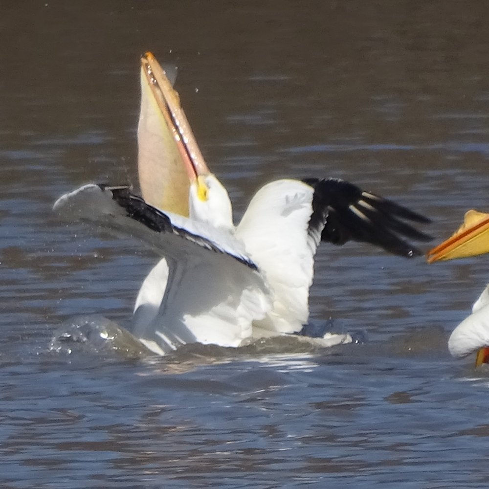 Cowan Lake State Park - Boating Near Me - Wilmington, Ohio