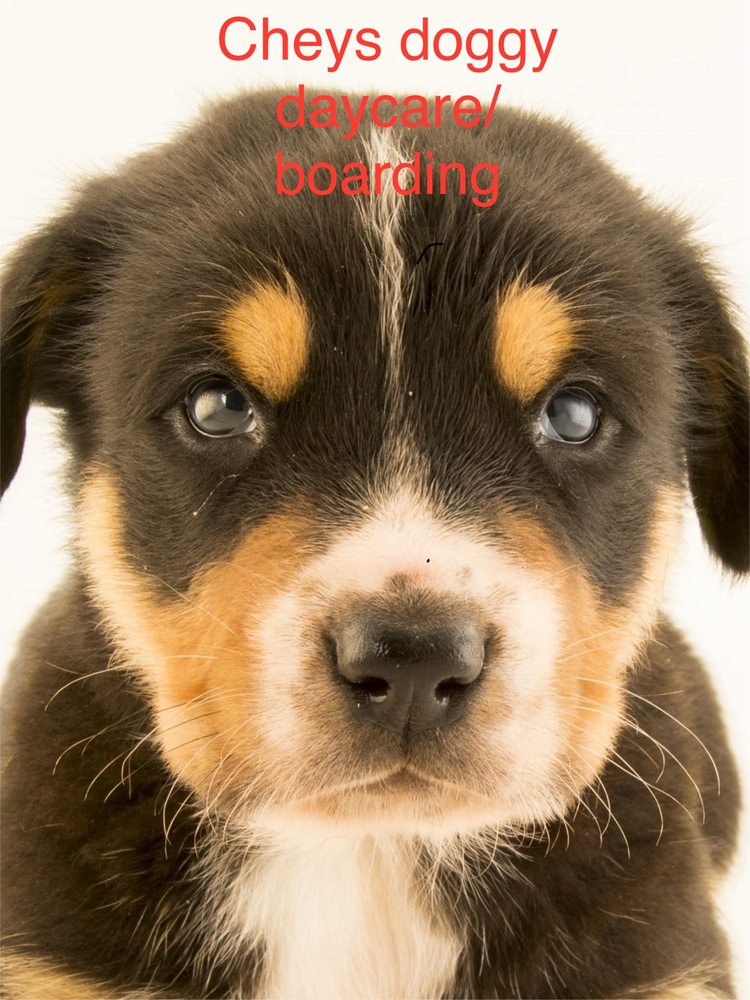 CHEYS DOGGY DAYCARE & BOARDING Request Information Akron, Ohio