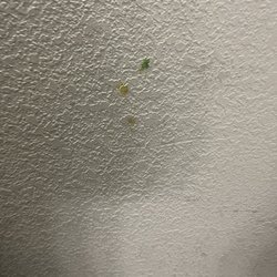Sleep Inn Concord - Kannapolis - Dog pee