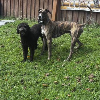 Southern Oasis Pet Resort & Spa - Dallas and Rusty Blu - best friend playgroup! - Pet Groomers Near Me - Clinton, Maryland Southern Oasis Pet Resort & Spa - Dallas and Rusty Blu - best friend playgroup! - Pet Groomers Near Me - Clinton, Maryland