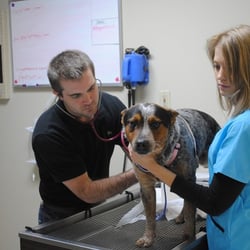 Bowman Road Animal Clinic - Dr. Schluterman examining a patient