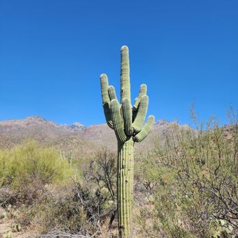 Sabino Canyon Crawler - Historical Tours Near Me - Tucson, Arizona Sabino Canyon Crawler - Historical Tours Near Me - Tucson, Arizona
