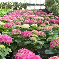 Valley View Wholesale Greenhouses