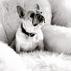 Stuhlbergs - Belly - Chief Pet Operator