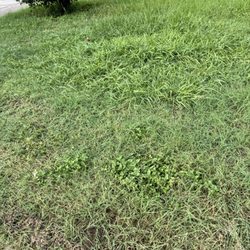 Dallas / Arlington KOA - Tall weeds everywhere.