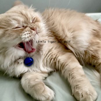ASAP Vet: Veterinary Urgent Care - Emergency Pet Hospital Near Me - Austin, Texas ASAP Vet: Veterinary Urgent Care - Emergency Pet Hospital Near Me - Austin, Texas
