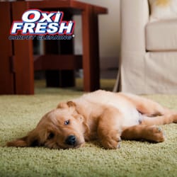 Oxi Fresh Carpet Cleaning