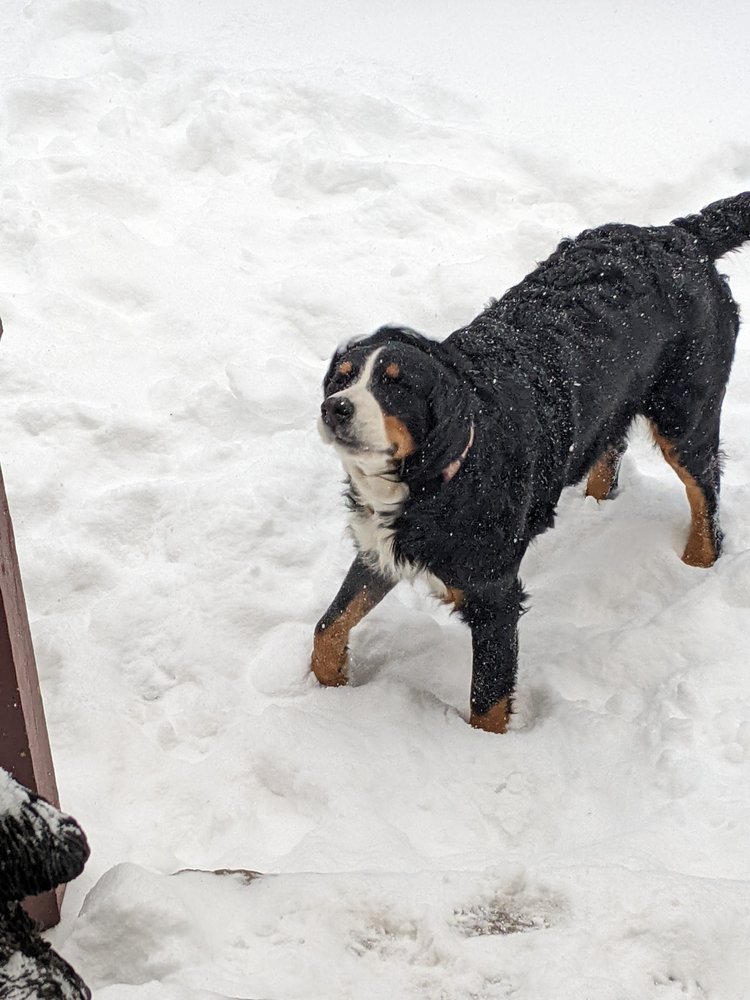 BERNEDOODLE OF NH PUPPIES AND RESCUES Request Information 70 Photos
