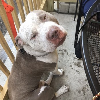Chicago Waffles - The cute fur baby :-) - Breakfast & Brunch Near Me - Chicago, Illinois