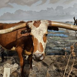 The Buckhorn Saloon & Museum
