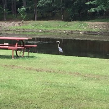 Friendly Pines Cabins - Crane looking for fish by the pond - Vacation Rentals Near Me - Broken Bow, Oklahoma Friendly Pines Cabins - Crane looking for fish by the pond - Vacation Rentals Near Me - Broken Bow, Oklahoma