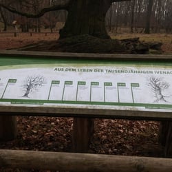 Ivenacker Tiergarten - Aus dem Leben einer Eiche