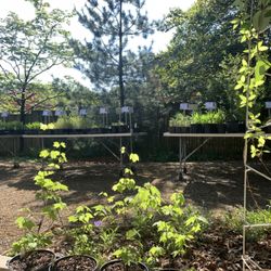 Wildflower Native Plant Nursery
