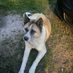 Shadow Creek Veterinary Clinic - My beloved Max