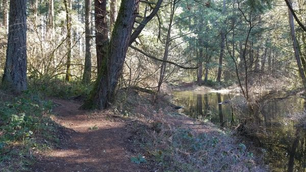 Photo of Bresemann Forest Park Trail - Spanaway, WA, US. small creek