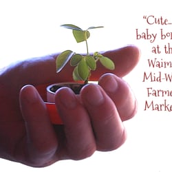 Waimea Midweek Farmers Market - Big Island of Hawaii grown!