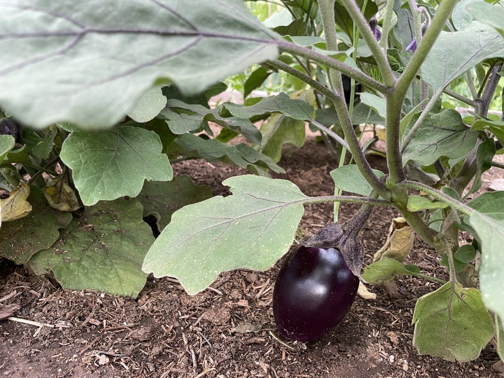 Howling Dog Ranch Logo