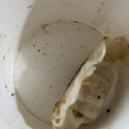 Dumpling with hair