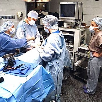 Roy J Appel, DVM - Comprehensive Surgical Care - Veterinarians Near Me - Brooklyn, New York Roy J Appel, DVM - Comprehensive Surgical Care - Veterinarians Near Me - Brooklyn, New York