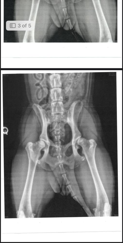 LAVISTA ANIMAL HOSPITAL Updated September 2024 58 Reviews 2804