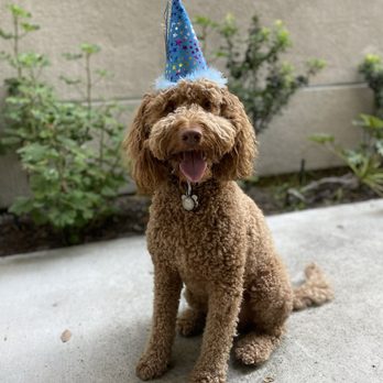 Specialty Dog Training - Pet Training Near Me - Oceanside, California