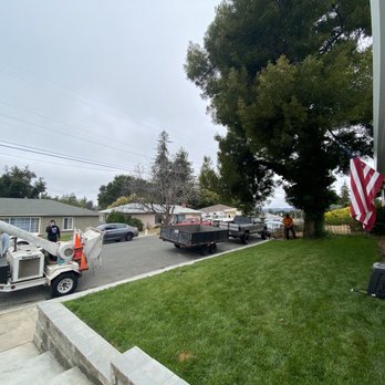 Ramirez Professional Tree Service - Before pictures of the tree - Tree Services Near Me