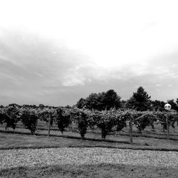 Wind Hill Farms