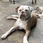 Dog Pawz Veterinary Center & Pet Resort