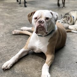 Dog Pawz Veterinary Center & Pet Resort