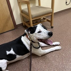 Animal Hospital of Colorado Springs