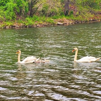 Lake Innisfree - 4 cygnets arrived! - (5/6/2020 ) - Lakes Near Me - New Rochelle, New York Lake Innisfree - 4 cygnets arrived! - (5/6/2020 ) - Lakes Near Me - New Rochelle, New York